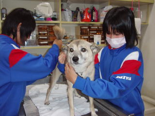 ���a���}�C����񌟉�